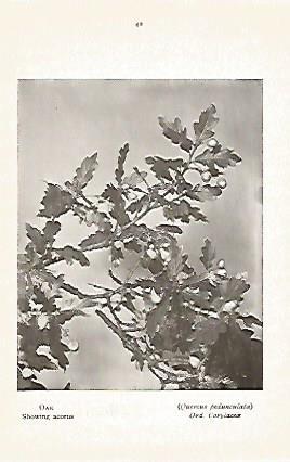 LAMINA 8714: Quercus pedunculata