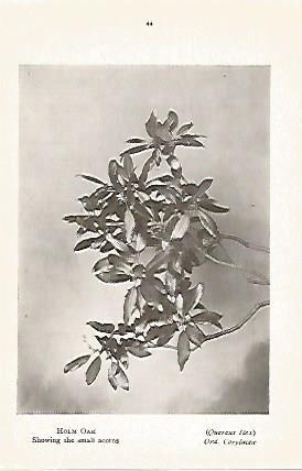 LAMINA 8715: Quercus Ilex