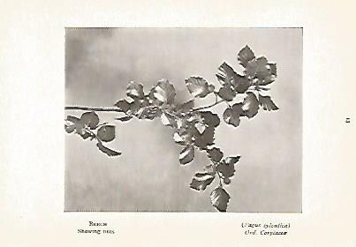 LAMINA 8716: Fagus sylvatica