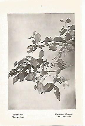 LAMINA 8717: Carpinus Betulus