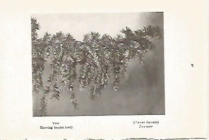 LAMINA 8718: Taxus baccata