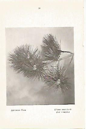 LAMINA 8719: Pinus austriaca