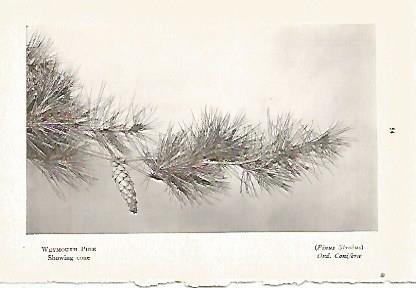LAMINA 8720: Pinus Strobus