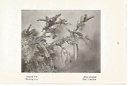 LAMINA 8721: Abies excelsa