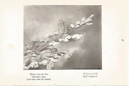 LAMINA 8722: Picea nobilis