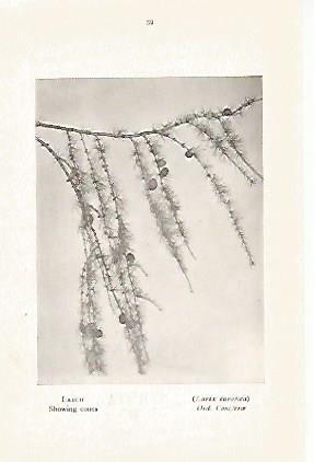 LAMINA 8723: Larix europea