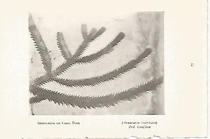 LAMINA 8724: Araucaria imbricata
