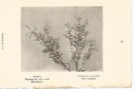 LAMINA 8725: Junipereus communis
