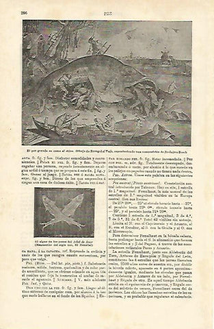 LAMINA ESPASA 23164: Dibujo de Brueghel el Viejo