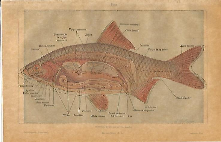 LAMINA ESPASA 23167: Anatomia de un pez de rio