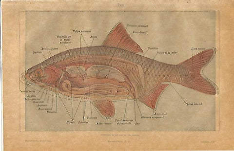 LAMINA ESPASA 23167: Anatomia de un pez de rio