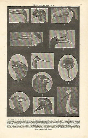 LAMINA ESPASA 23186: Picos de forma rara