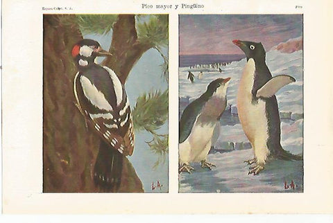 LAMINA ESPASA 23187: Pico mayor y pinguino