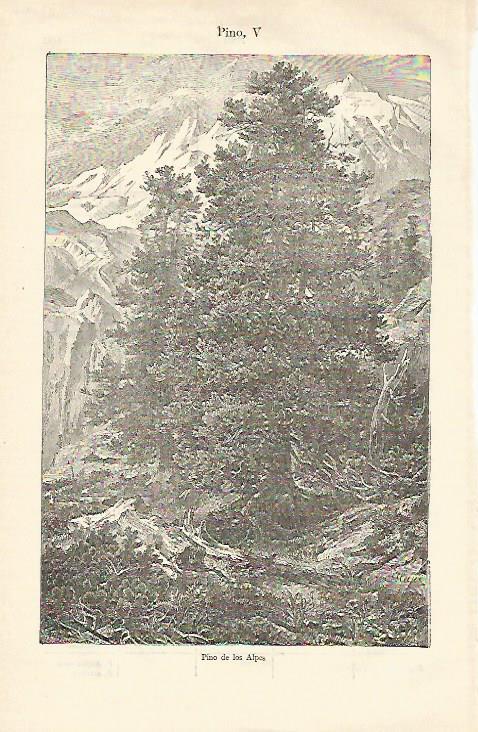 LAMINA ESPASA 23262: Pino de los Alpes