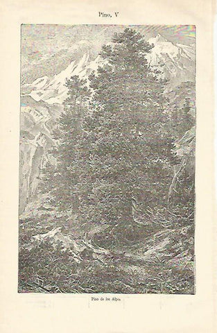 LAMINA ESPASA 23262: Pino de los Alpes