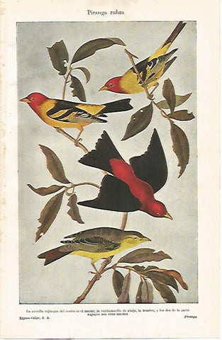 LAMINA ESPASA 23293: Piranga Rubra
