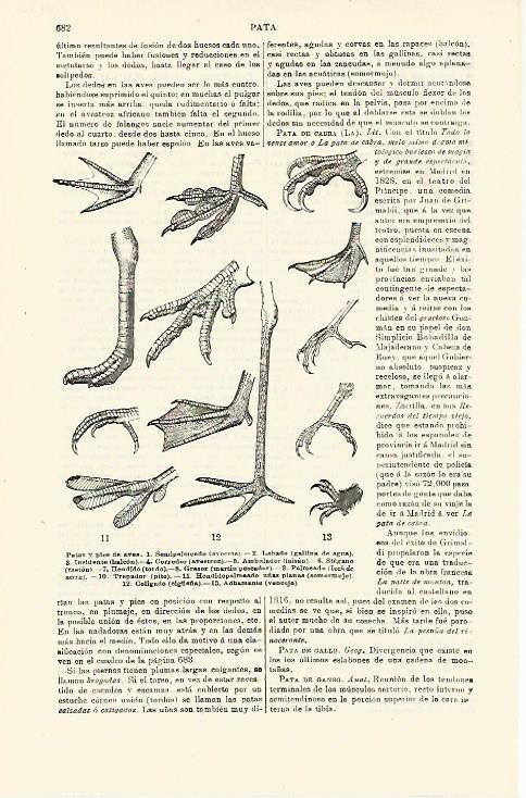 LAMINA ESPASA 23436: Patas de aves