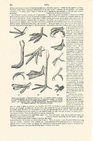 LAMINA ESPASA 23436: Patas de aves