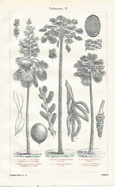 LAMINA ESPASA 23473: Tipos de palmeras