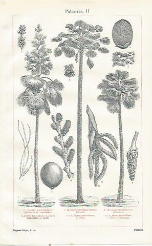 LAMINA ESPASA 23473: Tipos de palmeras