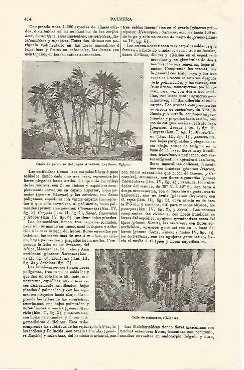 LAMINA ESPASA 23474: Oasis de Aytinae en Egipto