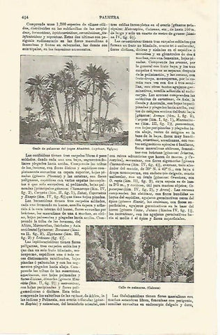 LAMINA ESPASA 23474: Oasis de Aytinae en Egipto