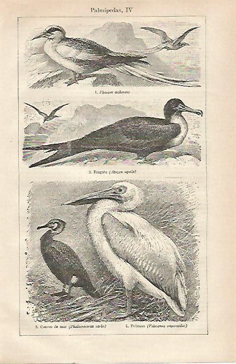 LAMINA ESPASA 23483: Aves palmipedas