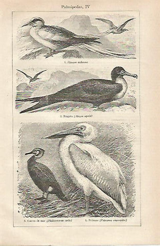 LAMINA ESPASA 23483: Aves palmipedas