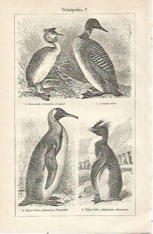 LAMINA ESPASA 23484: Somormujo pajaro bobo