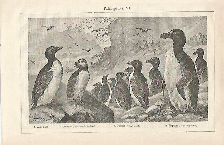LAMINA ESPASA 23485: Mormon pinguino y potorro
