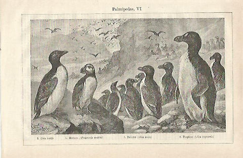 LAMINA ESPASA 23485: Mormon pinguino y potorro