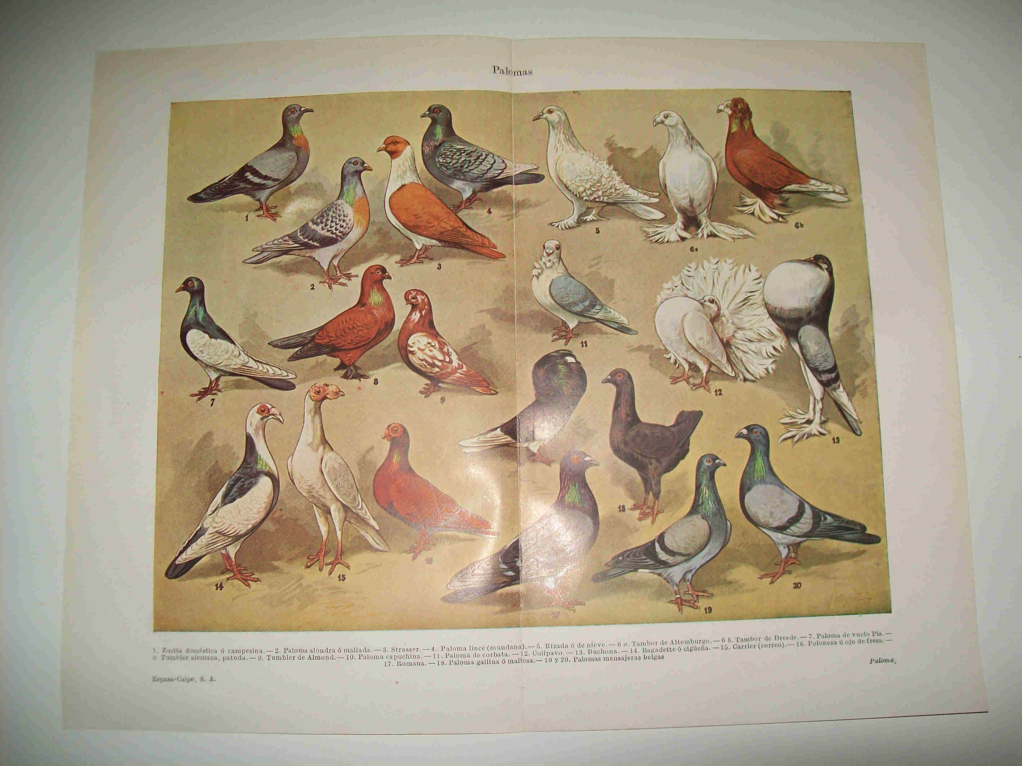 LAMINA ESPASA 23491: Especies de palomas