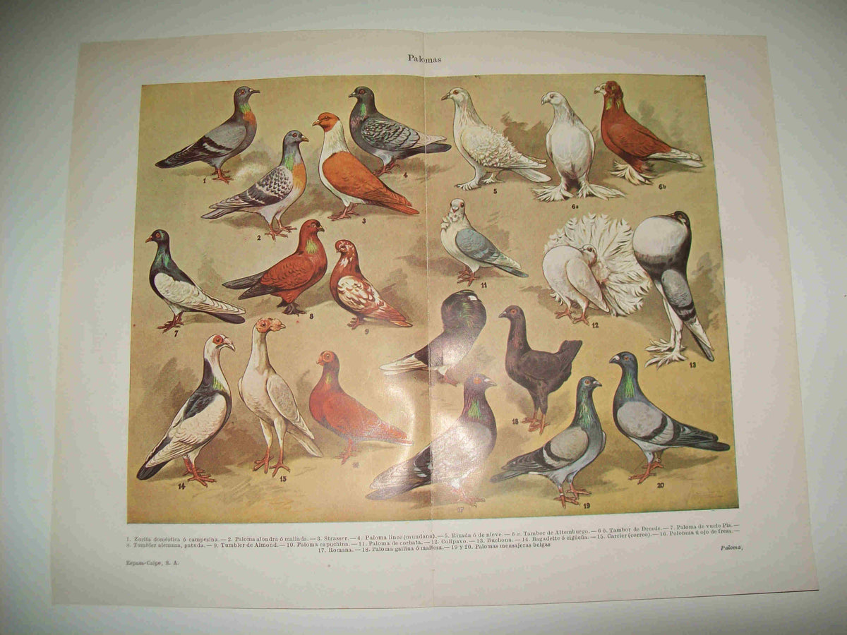 LAMINA ESPASA 23491: Especies de palomas