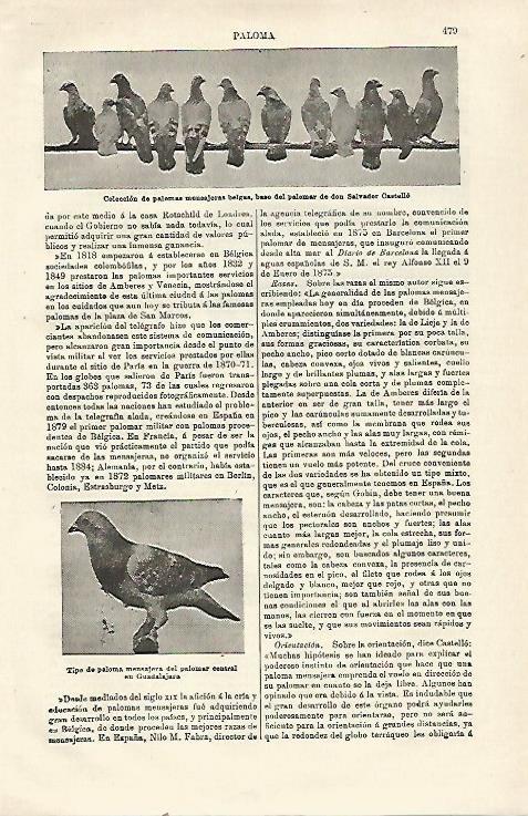 LAMINA ESPASA 23492: Palomas mensajeras de Belgica