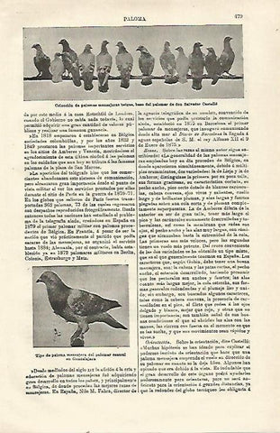 LAMINA ESPASA 23492: Palomas mensajeras de Belgica