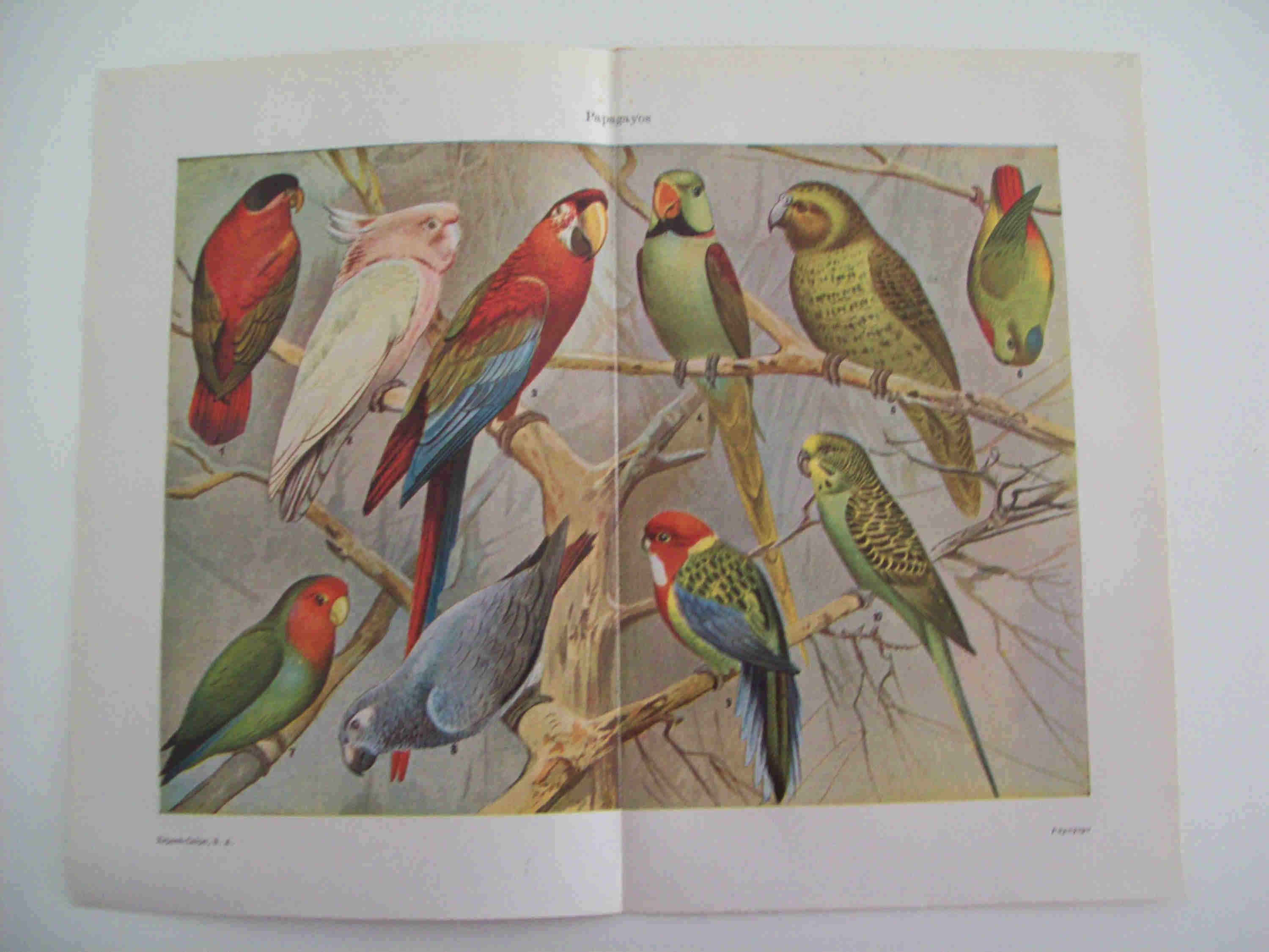 LAMINA ESPASA 23588: Papagayos