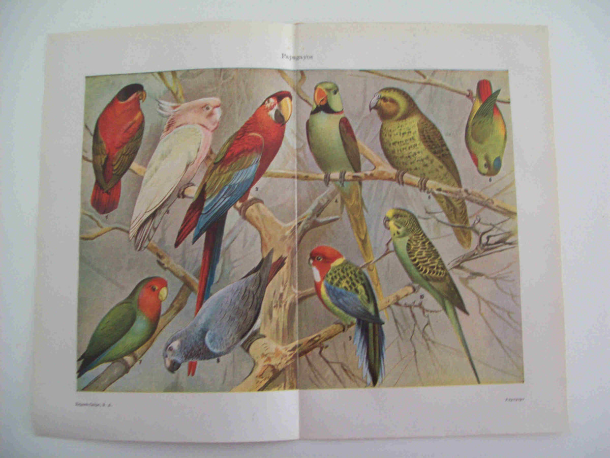 LAMINA ESPASA 23588: Papagayos