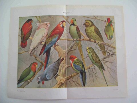 LAMINA ESPASA 23588: Papagayos