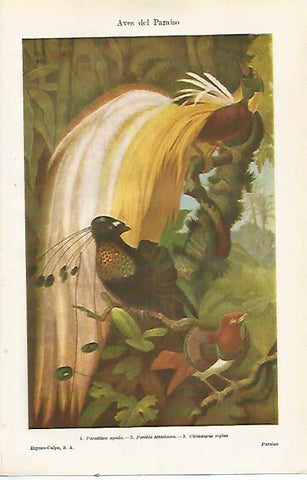 LAMINA ESPASA 23617: Aves del Paraiso