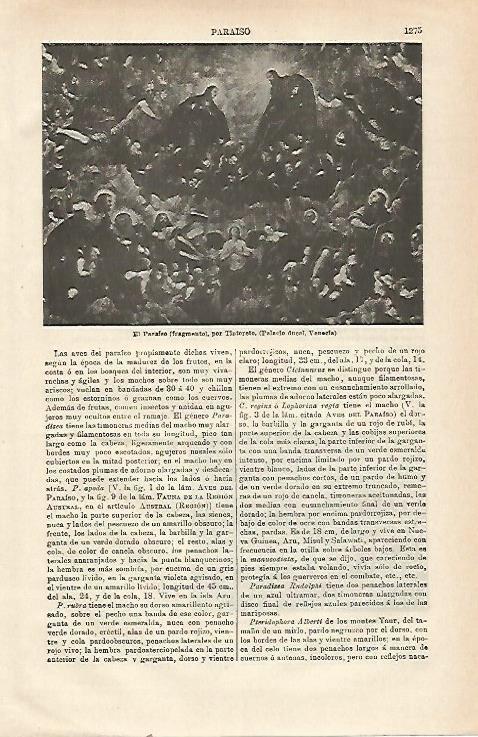 LAMINA ESPASA 23618: EL Paraiso por Tintoretto