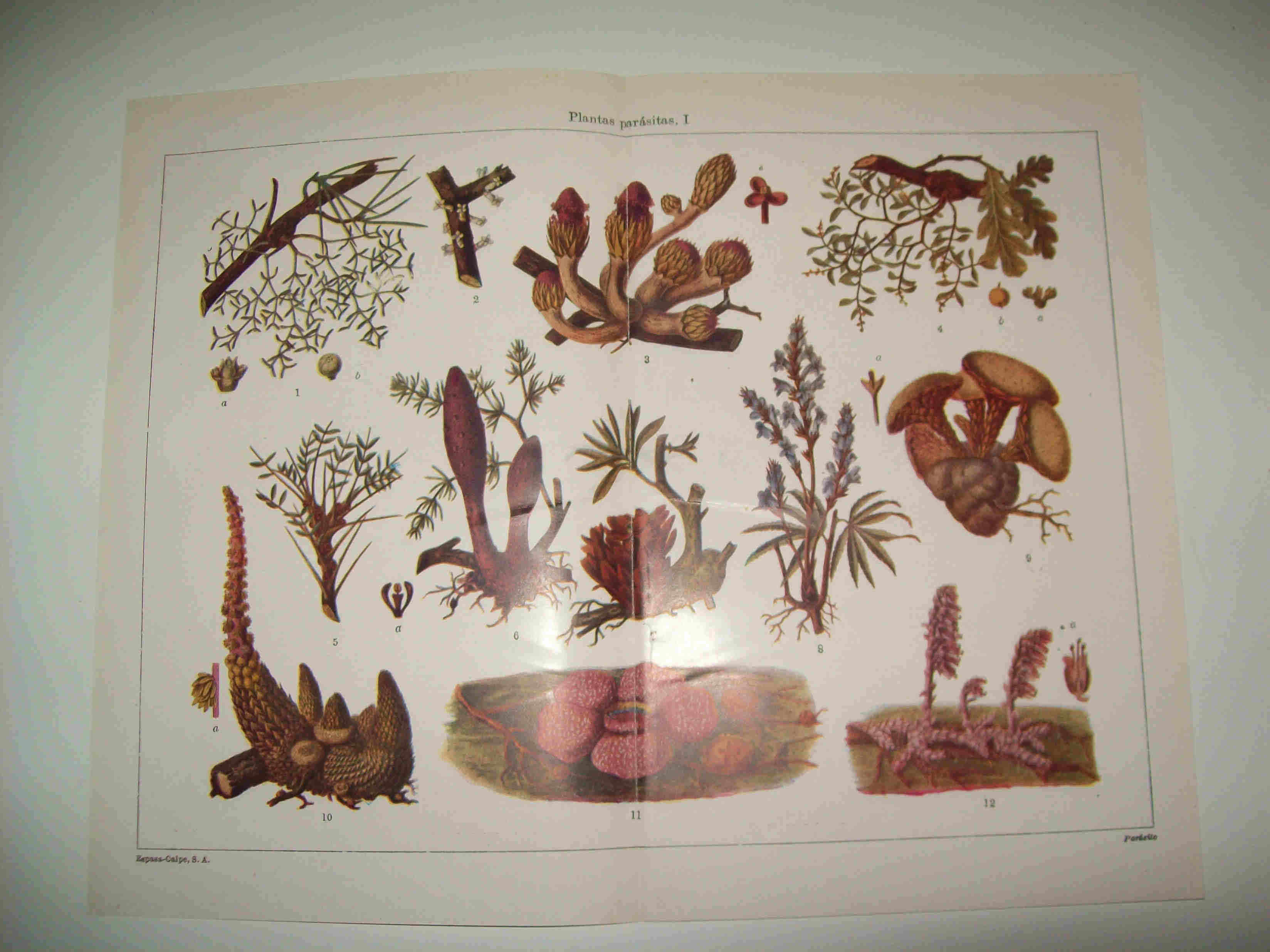LAMINA ESPASA 23629: Plantas parasitas