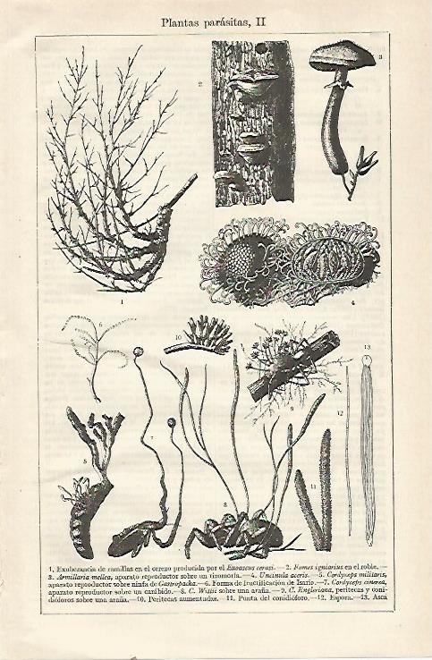 LAMINA ESPASA 23630: Especies de plantas parasitas