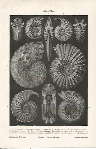 LAMINA ESPASA 23694: Amonites