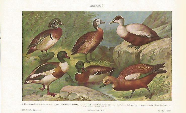 LAMINA ESPASA 23721: Anades