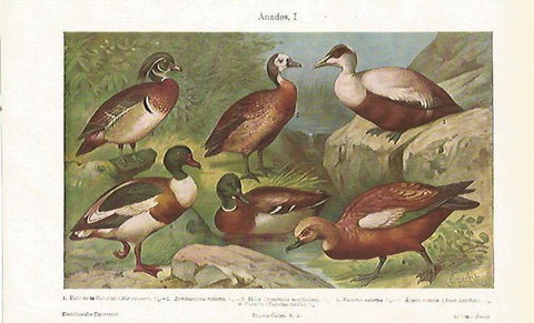 LAMINA ESPASA 23721: Anades