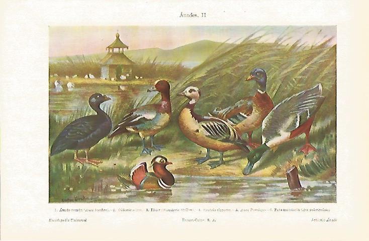 LAMINA ESPASA 23722: Especies de anades