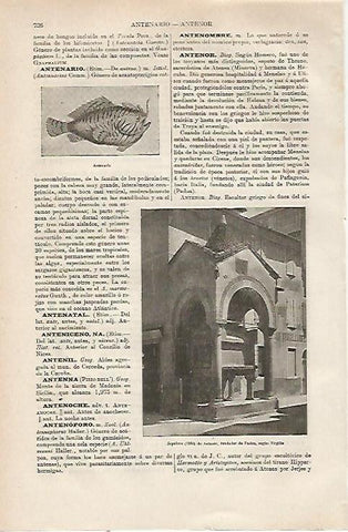 LAMINA ESPASA 23813: Sepulcro de Antenor segun Virgilio