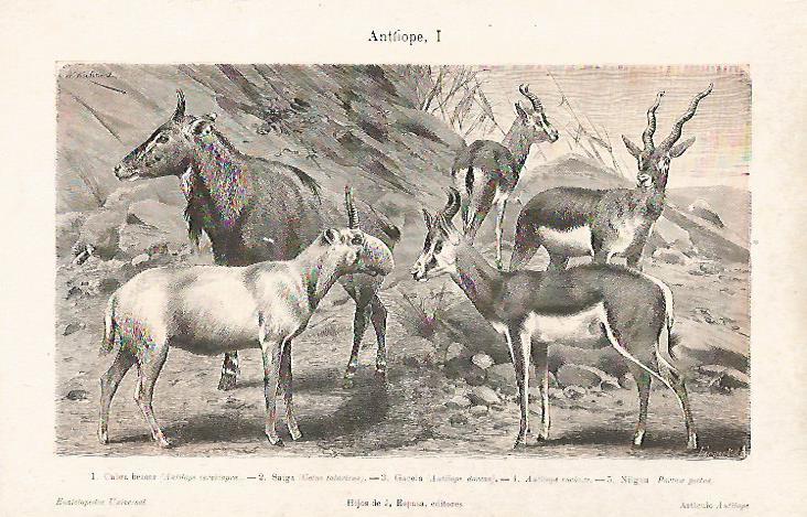 LAMINA ESPASA 23822: Antilope