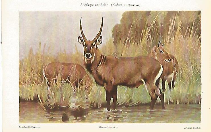 LAMINA ESPASA 23823: Antilope acuatico o Cobus unctuosus