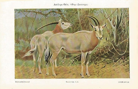 LAMINA ESPASA 23824: Antio¡lope Orix